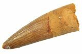 Juvenile Fossil Spinosaurus Tooth - Real Dinosaur Tooth #298401-1